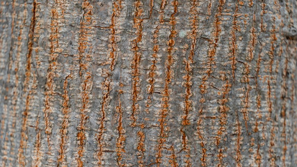Obraz premium Bark abstract background
