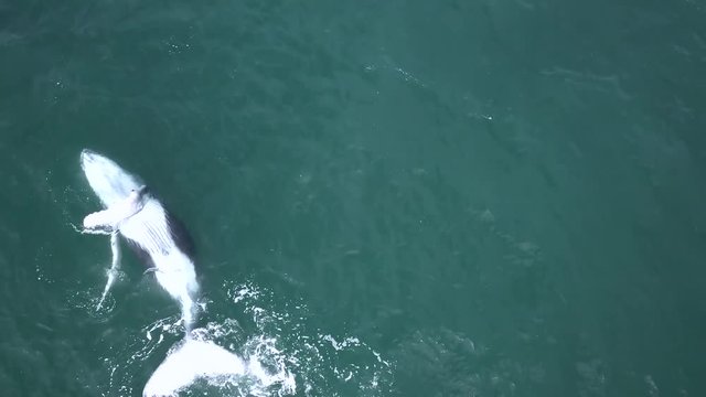 Gl&uuml;ckliches Walbaby in der Pazifik