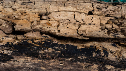 Bark abstract background