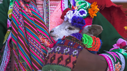 close up of a baby llama being held by a girl in cusco, peru