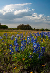 Bluebonnets And Clouds