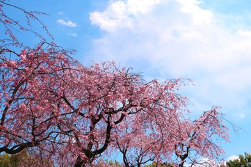 さくら満　開　空　とちぎ