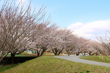 Obraz premium さくら 道 風景 空 茨城