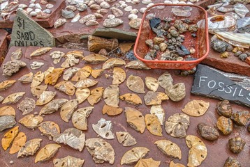 Fossilized Sand Dollar at a Rock shop