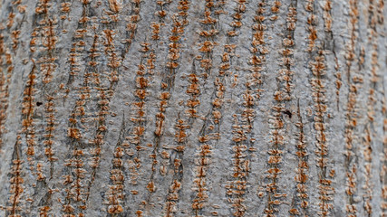 Bark abstract background