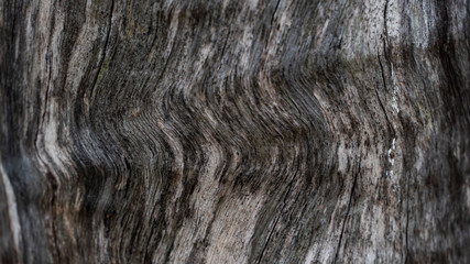 Bark abstract background