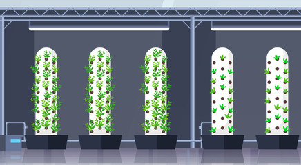 modern organic hydroponic vertical farm interior agriculture smart farming system concept green plants growing industry horizontal flat