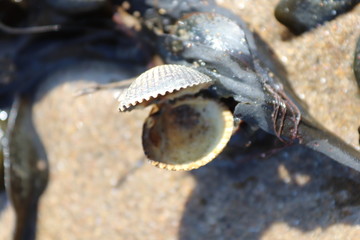 Shell and seaweed
