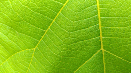 green leaf of teak tree