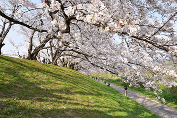 日本の桜の空撮と夜桜
