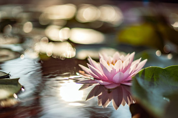beautiful lotus flower on the water after rain in garden.