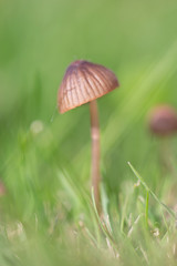 Toadstool in the grass