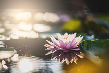 beautiful lotus flower on the water after rain in garden.
