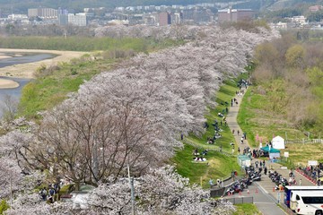 日本の桜の空撮と夜桜