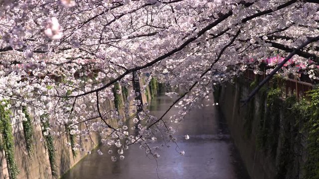 風に揺れる目黒川の桜