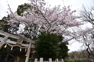 日本の桜の空撮と夜桜