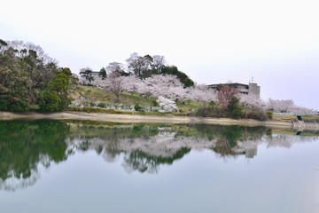 Fototapeta na wymiar 日本の桜の空撮と夜桜