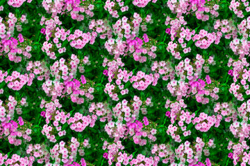 Beautiful Pink flowers of phlox seamless texture background