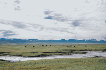 Landscape with Big Migration in Ngorongoro