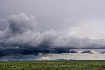 Landscape with Big Migration in Ngorongoro