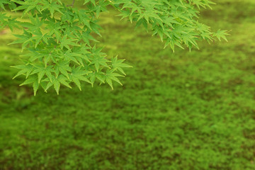 Green maple leaf in springtime season. Natural background