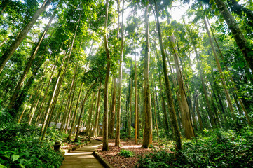 footpath inside tropical rain forest