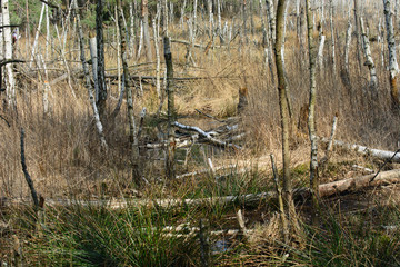 wetland scenery sunny day