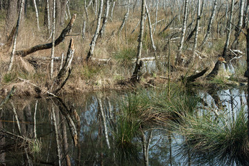 wetland scenery sunny day
