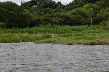 Río Paraguay Brasil - Bolivia
