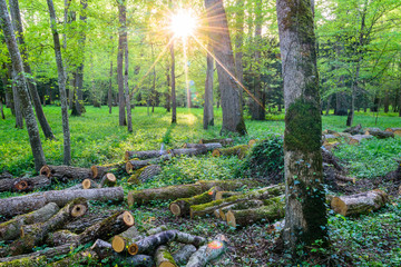 Tala Clandestina de Arboles en bosque al caer el sol