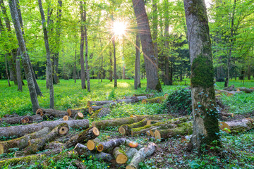 Tala Clandestina de Arboles en bosque al atardecer con sol brillante