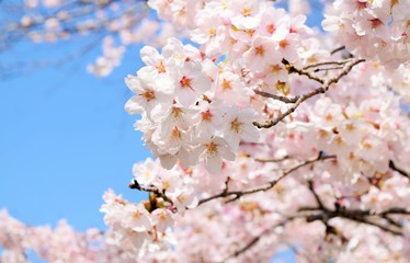 Obraz premium 満開の桜と青空、日本の春の風景