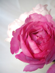 ピンク色の薔薇の花束