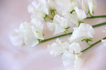 Naklejka na ściany i meble 白背景で撮影した白いスイートピーの花