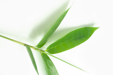 bamboo leaf isolated white background