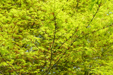 Fototapeta premium モミジの新緑