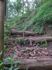footpath in the middle of forest