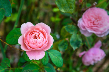 Pink rose in garden