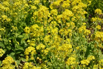菜の花