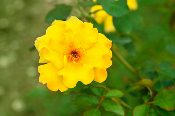 Yellow rose in garden