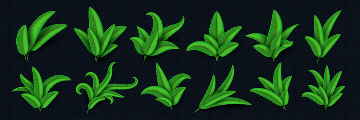 Set of green leaves. Isolated realistic leaves, icons. vector illustration