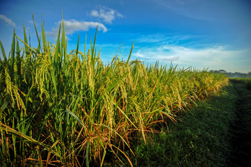Obraz premium paddy ready to harvest at morning