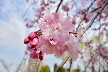 桜の花