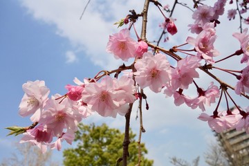 桜の花