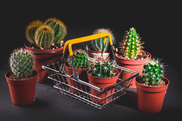 Cacti collection on dark background. Low key lighting