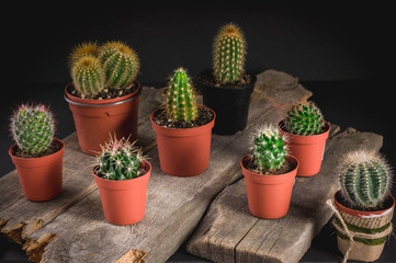 Cacti collection on dark background. Low key lighting