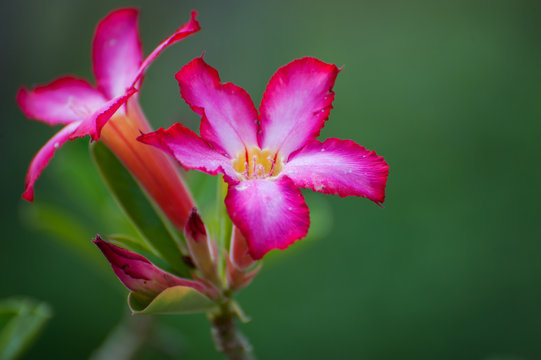 Pink adenium obesum flower on green background. Azelia tree
