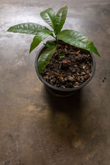 young plant in a pot