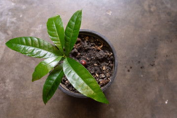 young plant in a pot
