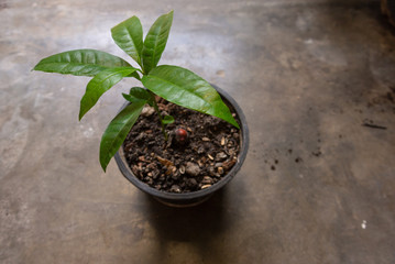 plant in a pot